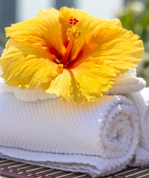 Interesting Facts About the Yellow Hibiscus