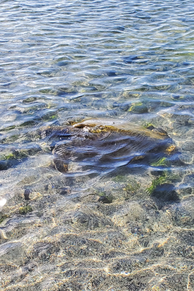 Honu Green Sea Turtle