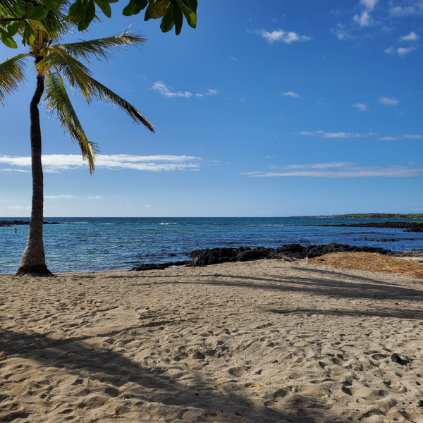 Honokohau Beach with sand and coconut tree